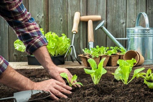 Sustainable planting design using hardy plants in Heston